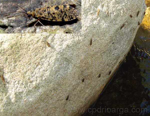 Muchos tricopteros por todos los lados tricoptera