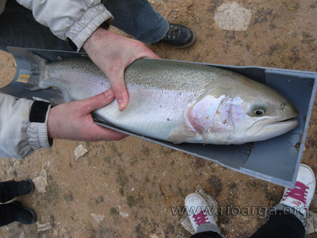Bonita trucha pescada por Juan Cruz