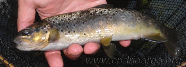 trucha-del-Ulla