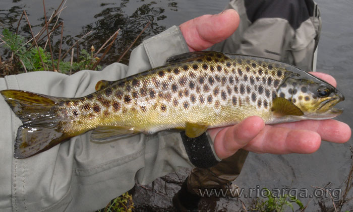 La primera trucha que cogió Antonio