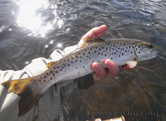 Parec&iacute;a un reo.