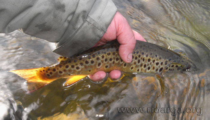 Devolviendo la trucha