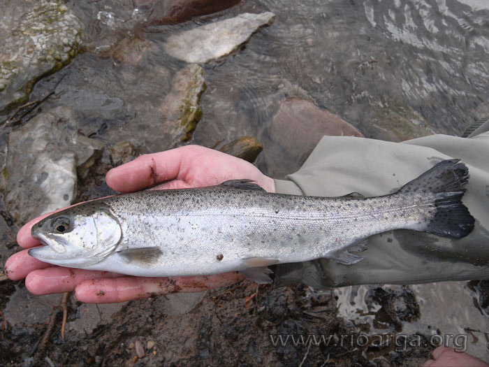 trucha arco iris
