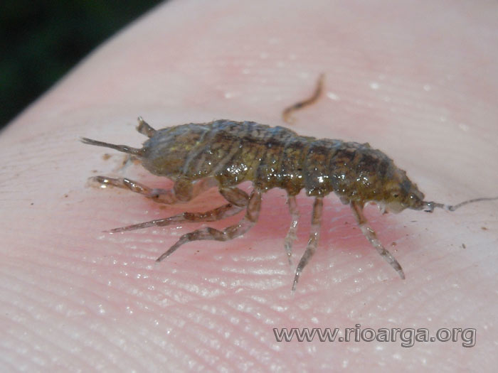 ¿Que es?, había en abundancia en esa parte del río
