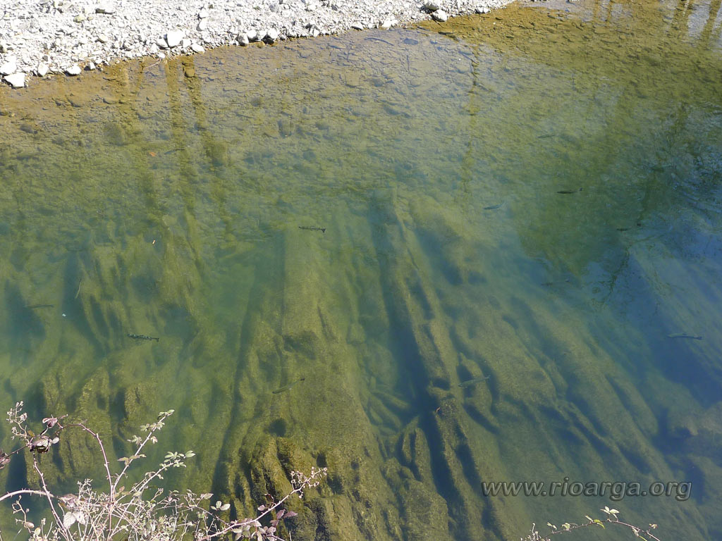 Vemos como estaban las truchas en el tramos 6, Antonio Becerra sac&oacute; mas de 20 de ellas, despu&eacute;s nos toc&oacute; a nosotros con desigual resultado...............N.C.