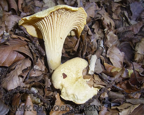 cantarellus-cibarius