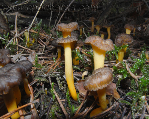 cantarellus-lutescens-2