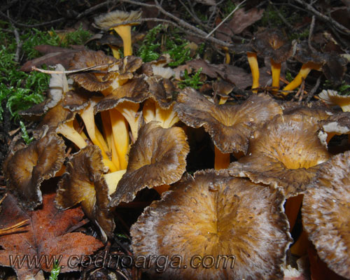 cantarellus-lutescens