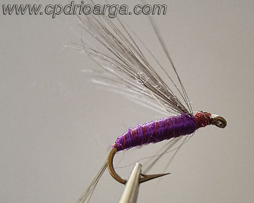 Morado-nazareno-indio