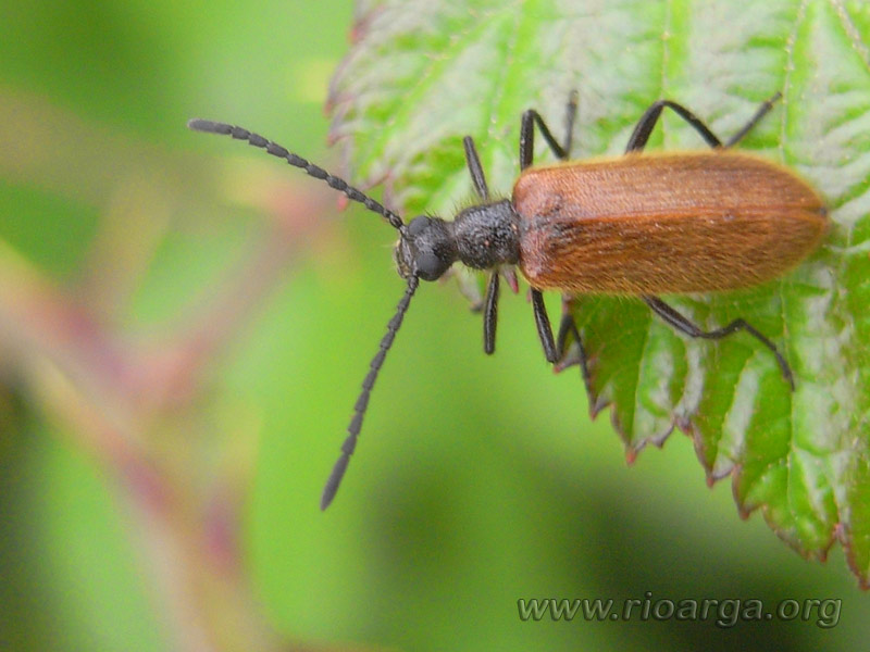 escarabajo2