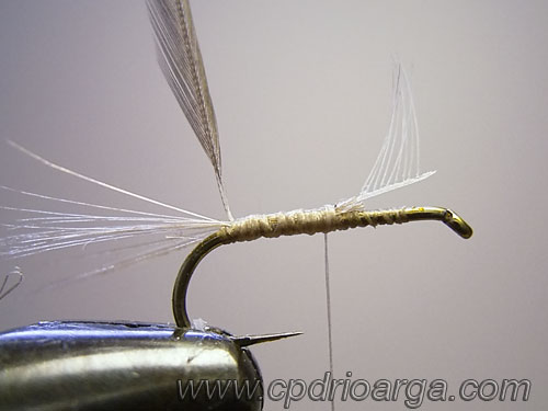 Colocamos la pluma que cubrirá la parte primera del cuerpo. 3