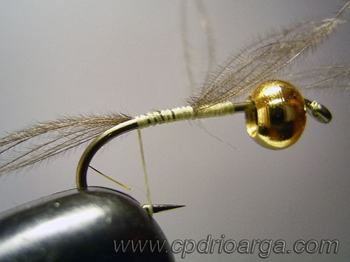 ninfa baetis rhodani cabeza dorada 2