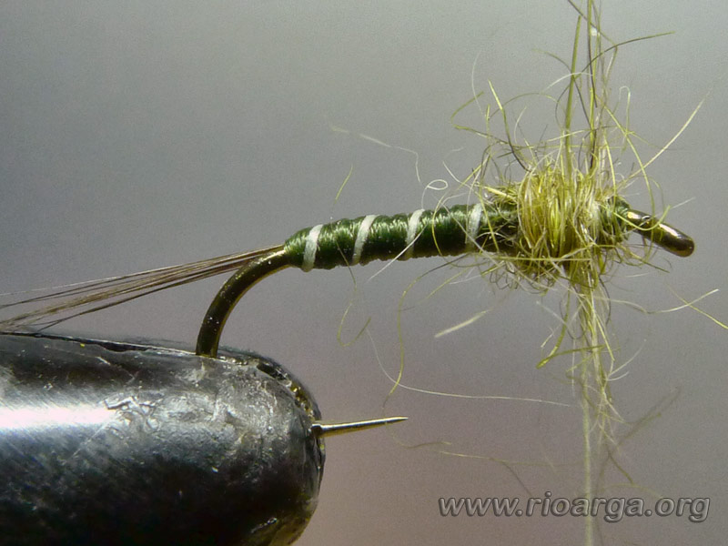 Vemos el tórax formado