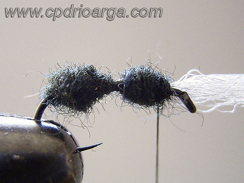 Formamos el torax hormiga 4