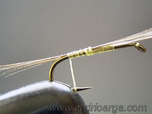 baetis rhodani parachute2