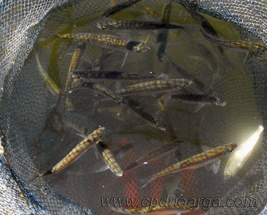 Alburnos en un rejón alburnos