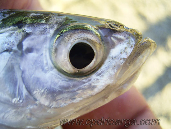 Cabeza de alburno cabezaalburno-3