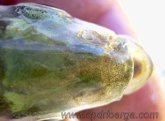 Cabeza de Alburno vista desde arriba cabezaalburno2