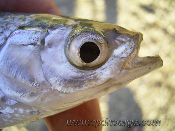 Cabeza de alburno cabezadealburno