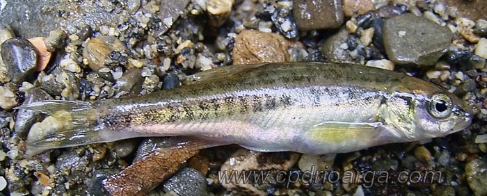 Piscardo, chipa Chipa