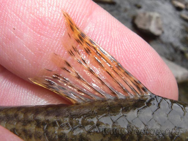 Aleta dorsal de un gobio Aleta dorsal de un gobio