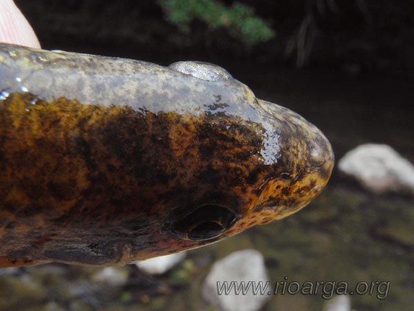 Cabeza de gobio vista desde arriba Cabeza de gobio vista desde arriba