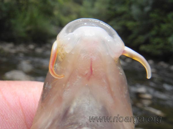 Cabeza de Gobio vista desde abajao Cabeza de Gobio vista desde abajao