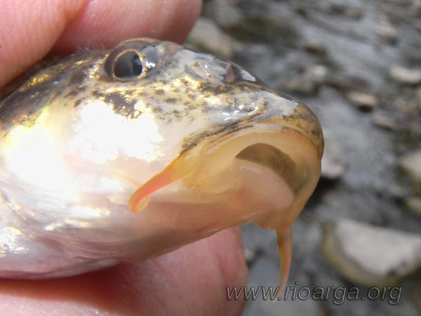 Cabeza de Gobio, vemos sus característicos bigotes Cabeza de Gobio, vemos sus característicos bigotes