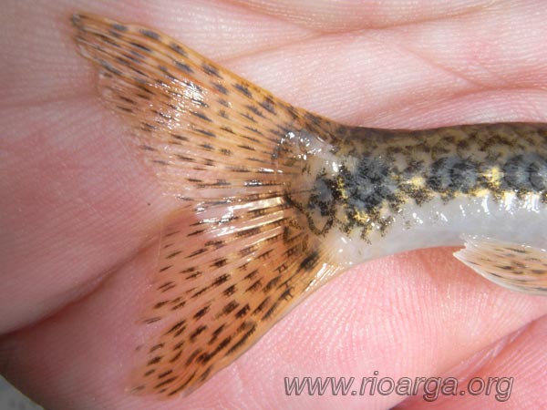 Cola de Gobio Cola de Gobio