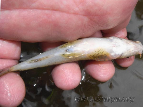 Gobio, vista desde abajo Gobio, vista desde abajo