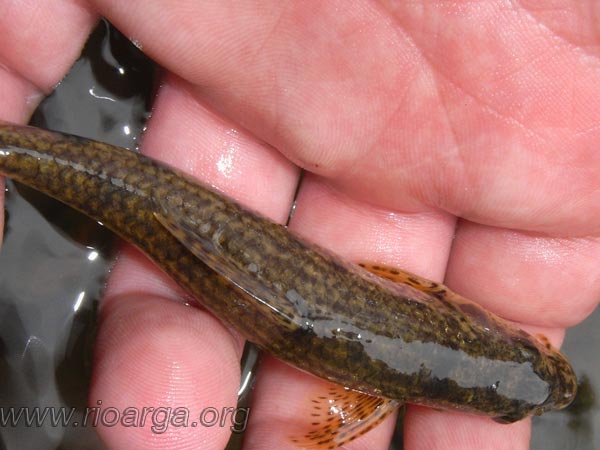 Gobio, vista desde arriba Gobio, vista desde arriba