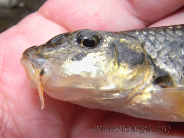 Vista lateral de la cabeza de un Gobio Vista lateral de la cabeza de un Gobio