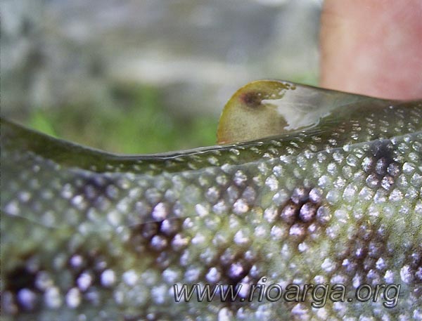 Vista lateral de la aleta adiposa de la trucha com&uacute;n