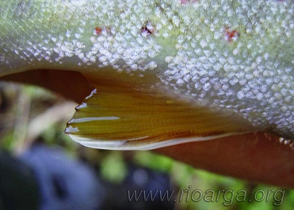 Vista lateral de la aleta anal de la trucha com&uacute;n