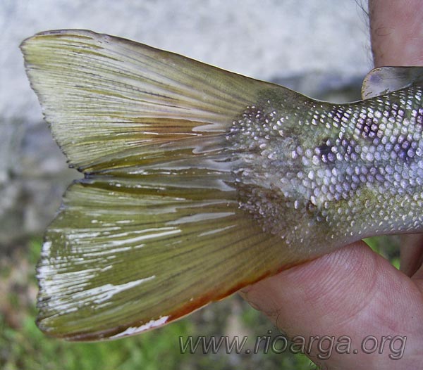 Vista de la aleta caudal de la trucha com&uacute;n