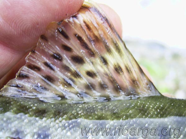 Vista lateral de la aleta dorsal de la trucha com&uacute;n