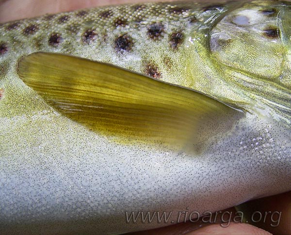 Vista lateral de la aleta pectoral de trucha com&uacute;n