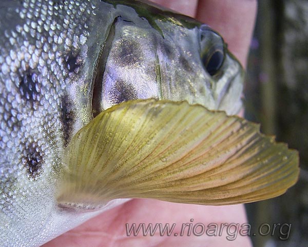 Vista desde atr&aacute;s de la aleta pectoral de trucha com&uacute;n
