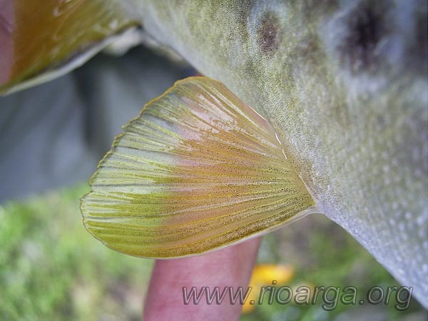 Vista de la aleta ventral de la trucha com&uacute;n