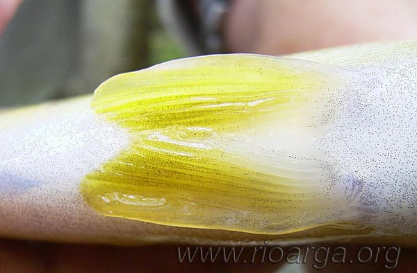 Vista desde abajo de la aleta ventral de la trucha com&uacute;n