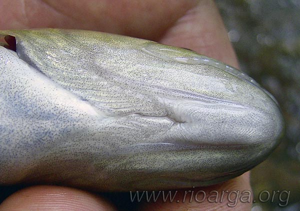 Vista desde abajo de la cabeza de trucha com&uacute;n