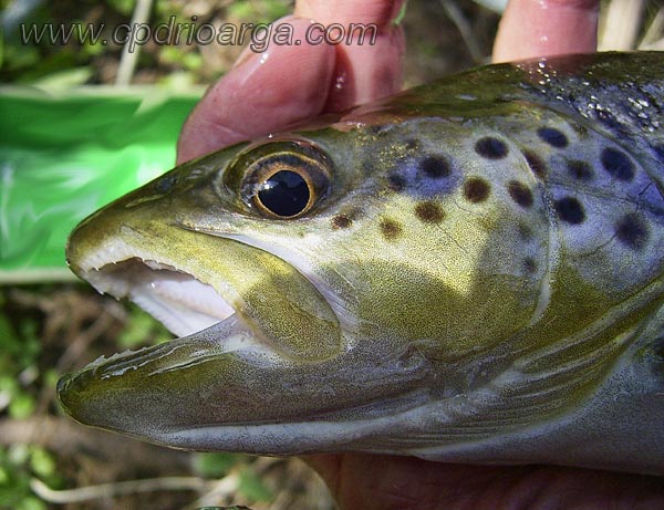 Vista lateral de la cabeza de una trucha com&uacute;n