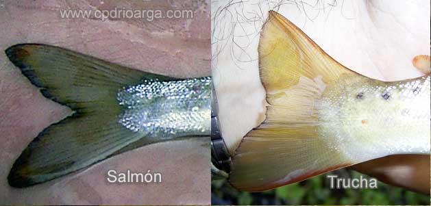 Aleta caudal trucha: La escotadura o v&eacute;rtice es redondeada, la coloraci&oacute;n amarillenta tirando a naranja o rojo hacia los bordes, la mu&ntilde;eca de la aleta es gruesa. Aleta caudal salm&oacute;n: el v&eacute;rtice es muy marcado con los bordes y la parte inferior de color negro, la mu&ntilde;eca de la aleta es delgada en relaci&oacute;n a la de la trucha