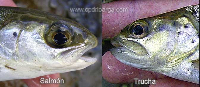 La cabeza de la trucha es algo mas grande que la del salm&oacute;n. La boca de la trucha es grande, vemos que el v&eacute;rtice posterior del maxilar llega a la altura del ojo, en el salm&oacute;n la boca es mas peque&ntilde;a y el maxilar no llega a pasar la mitad del ojo.