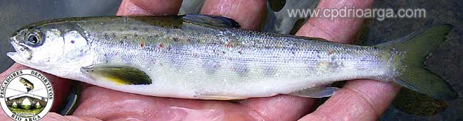 Esguin de salm&oacute;n