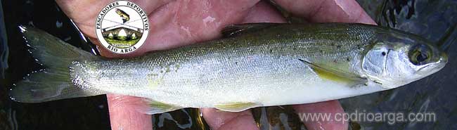 Esgu&iacute;n de salm&oacute;n