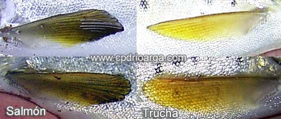 Las aletas pectorales de la trucha son tirando a cortas, tonalidades amarillentas y en alg&uacute;n caso los bordes rojizos, en el salm&oacute;n vemos que son largas y sus tonalidades negruzcas.