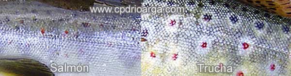 En la trucha las pintas son de color rojizo o negro oceladas (rodeadas de un halo blanquecino) y est&aacute;n repartidas asim&eacute;tricamente por los flancos, en los op&eacute;rculos tiene mas de tres pintas, y la coloraci&oacute;n del vientre y flancos es amarillento. En el salm&oacute;n las pintas se reparten sim&eacute;tricamente por los flancos son de tonalidades rojizas y/o negras, pero nunca oceladas, las pintas negras suelen tener forma de equis.3