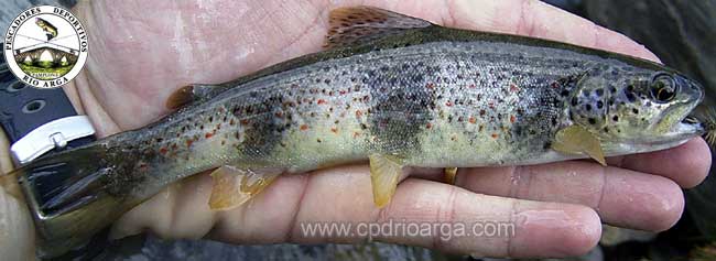 Trucha pirena&iacute;ca