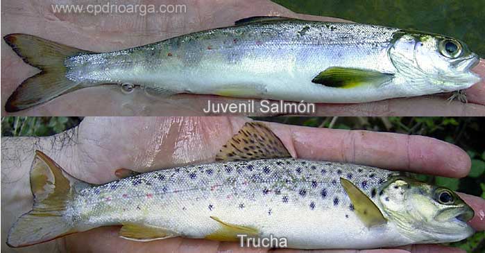 Vemos la diferencia entre un juvenil de salm&oacute;n y una trucha